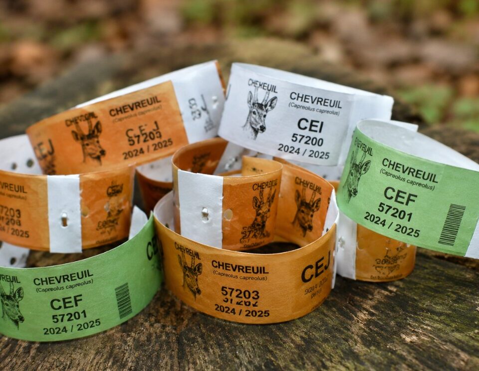 Bracelets chevreuil Équilibre Agro-Sylvo-Cinégétique